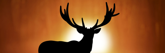 deer and elk mineral supplements to grow a rack like this silhouette of a 10 point buck